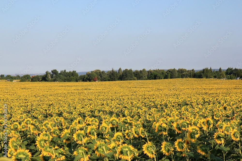 Field with sunflowers in the vicinity of Varna (Bulgaria)