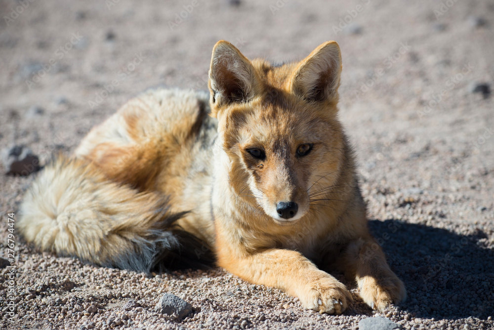 Wild Andean fox in desert Altiplano - Bolivia. Wild Andean fox in desert Altiplano - Bolivia.
