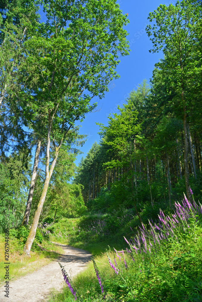 Fototapeta premium Ardennes - Belgique