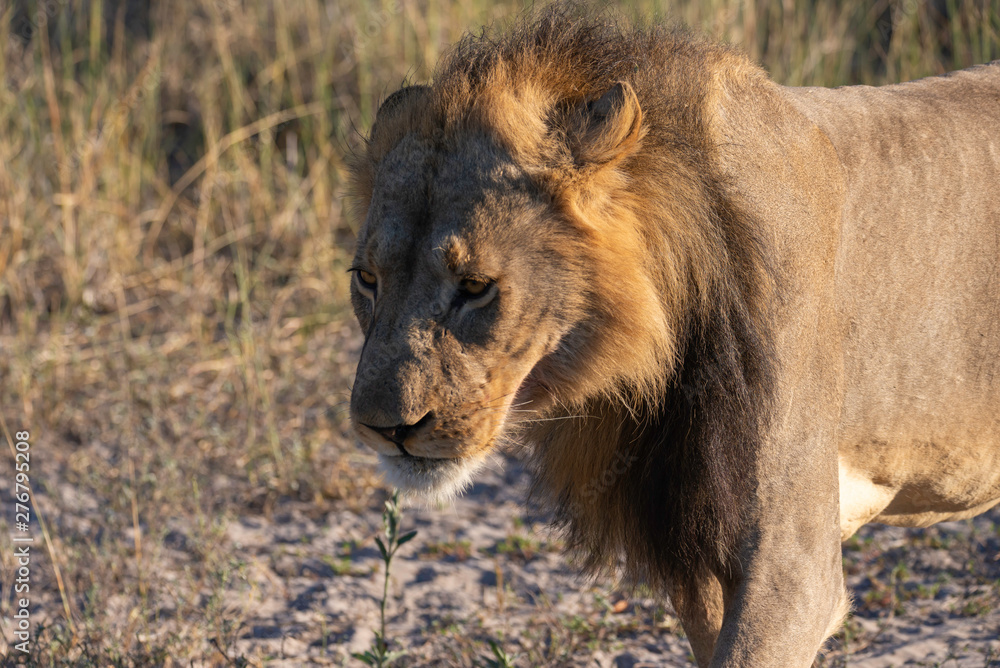 a male lion walking through the Moremi Game Reserve and enjoying the sunrise a male lion walking through the Moremi Game Reserve and enjoying the sunrise