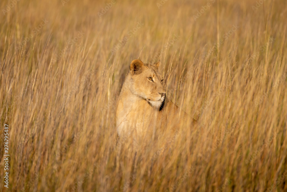 a female lion walking through the Moremi Game Reserve and enjoying the sunrise a female lion walking through the Moremi Game Reserve and enjoying the sunrise