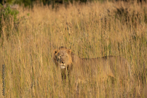 a male lion walking through the Moremi Game Reserve and enjoying the sunrise