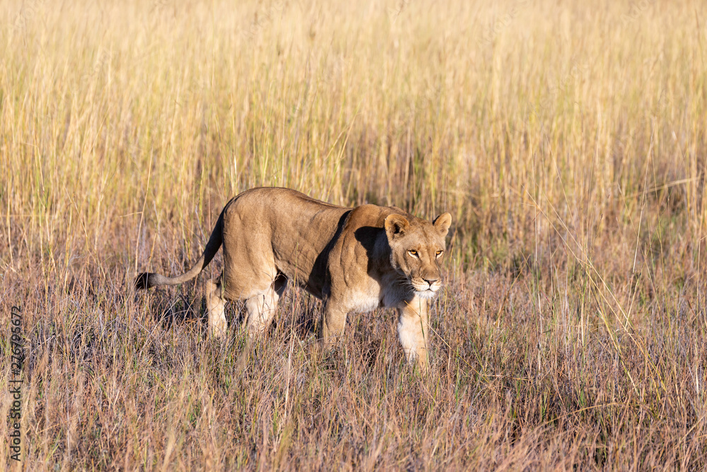 a female lion walking through the Moremi Game Reserve and enjoying the sunrise a female lion walking through the Moremi Game Reserve and enjoying the sunrise