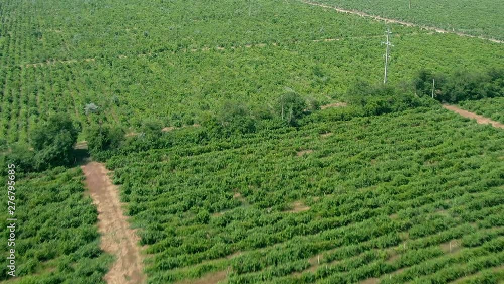 Aerial tracking over Mediterranean crops in vertical lines amidst a mixture of fields and telephone poles.