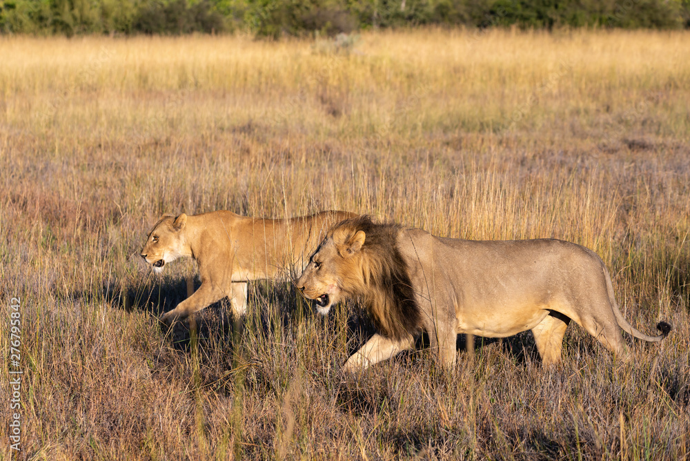 a couple of a male and a female lion walking through the Moremi Game Reserve and enjoying the sunrise a couple of a male and a female lion walking through the Moremi Game Reserve and enjoying the sunrise
