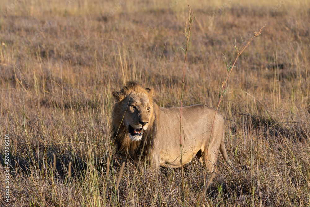 a male lion walking through the Moremi Game Reserve and enjoying the sunrise a male lion walking through the Moremi Game Reserve and enjoying the sunrise
