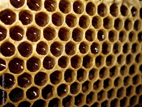 bee honeycombs