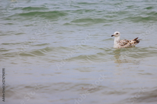 seagull swimming in the sea