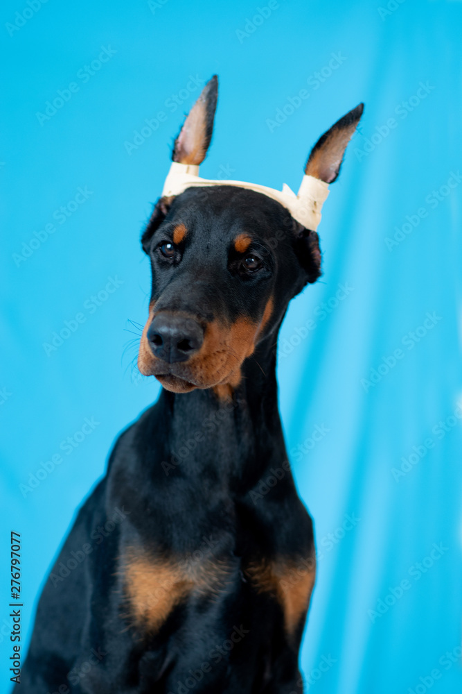 Doberman posing in a puppy Doberman posing in a puppy