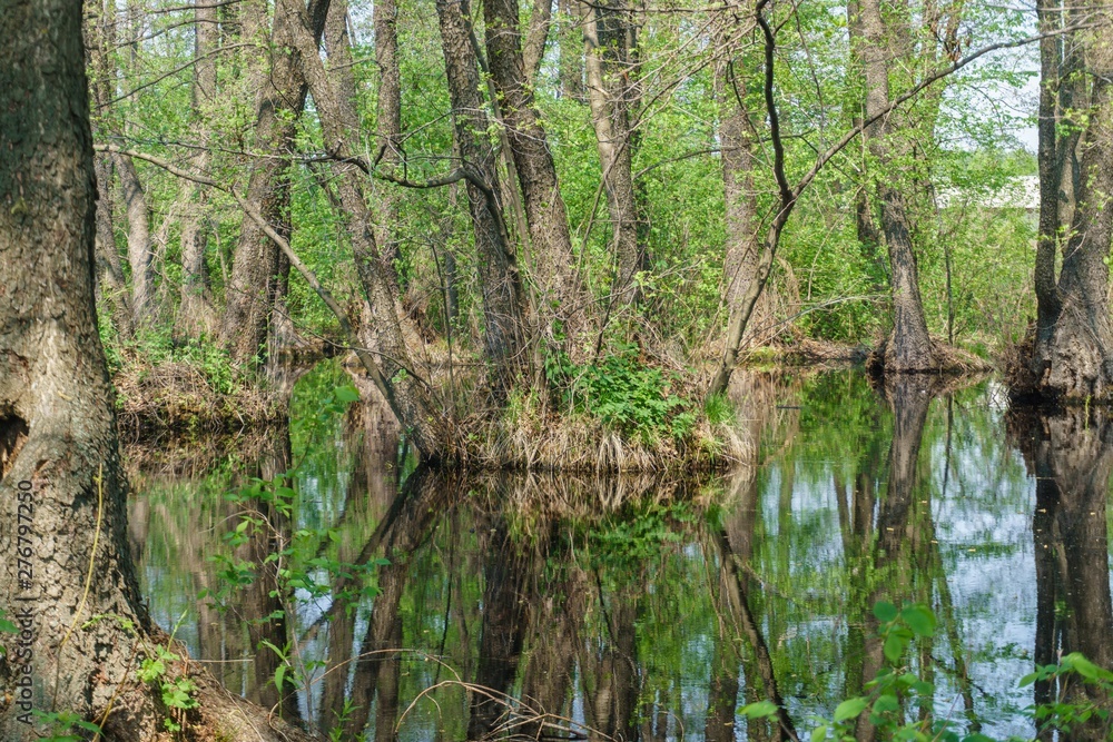 tree in the forest with swamp tree in the forest with swamp