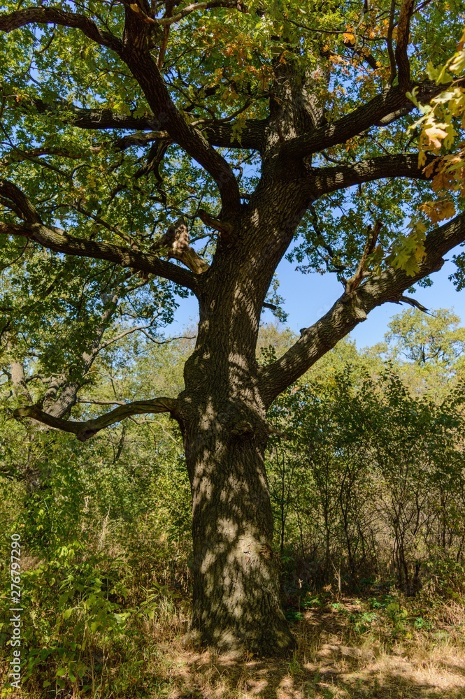 old oak tree old oak tree