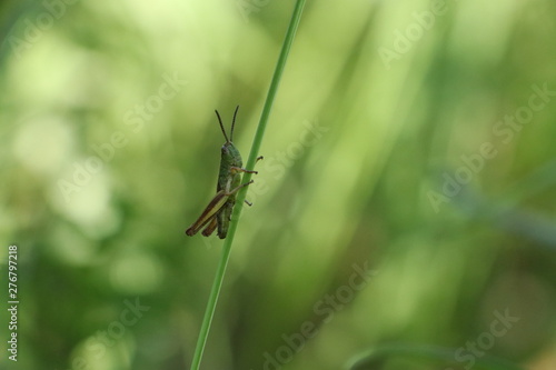 Green grasshopper on the grass. Summer, grass, meadow, day, sun