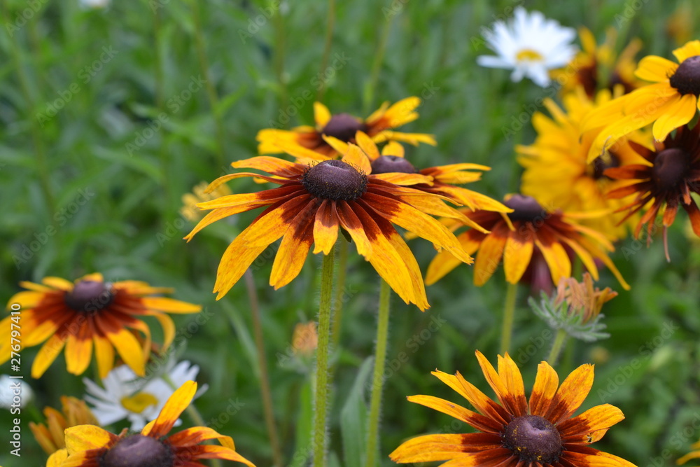 Bright yellow flowers rudbeckia in the garden. Bright yellow flowers rudbeckia in the garden.