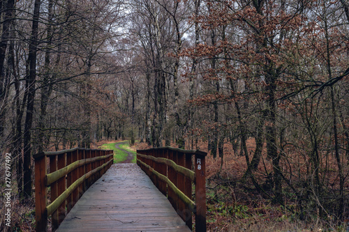 Wooden walkway with rain walking away in the middle of forest