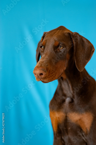Doberman posing in a puppy