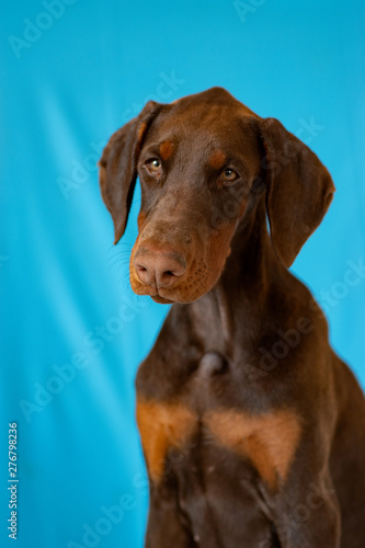 Doberman posing in a  puppy