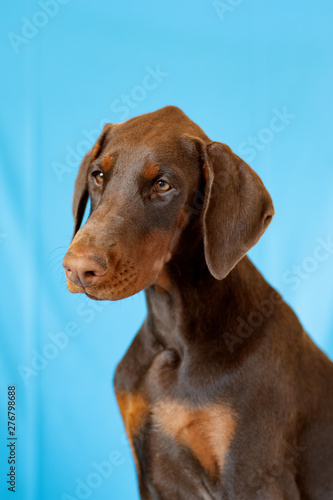 Doberman posing in a  puppy © Rona