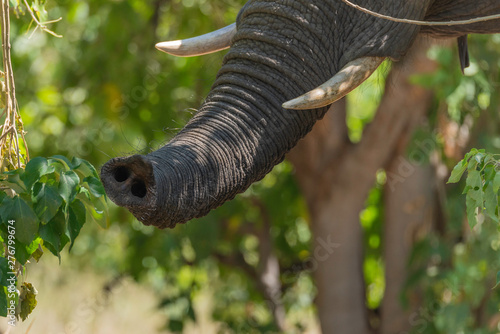 detailed picture of a part of a african elephant