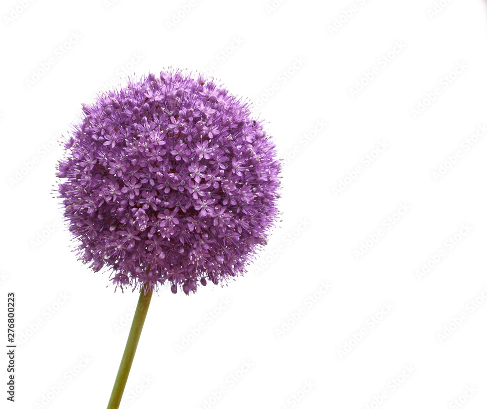 Εκτύπωση καμβά a macro closeup of a curious funny purple pink garden Allium flower cluster from
