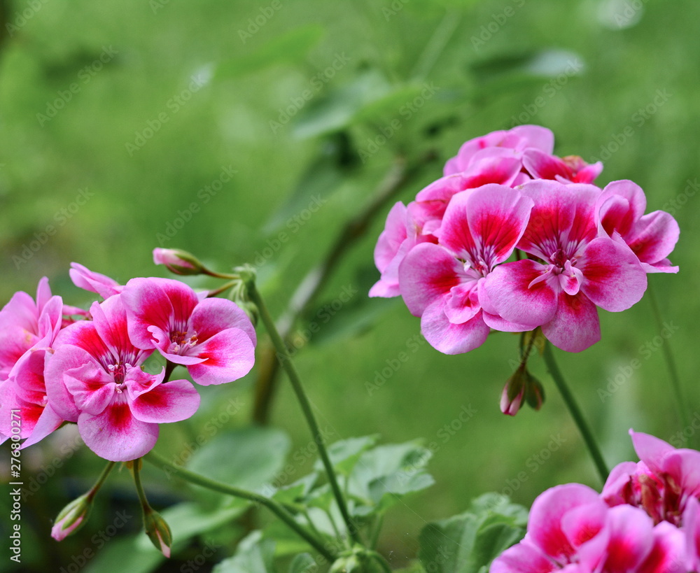Pink Geranium Pelargonium Flowers in the garden. Pink Geranium Pelargonium Flowers in the garden.
