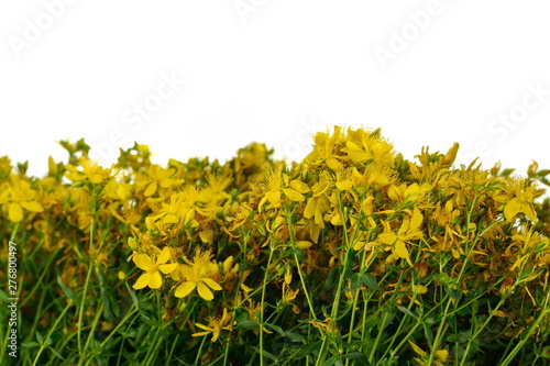 Common St. Johnswort flower ( tutsan ) isolated on white background. Kantarion. photo