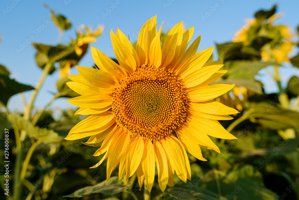 Single sunflower yellow flower head in agricultural field blue sky selective focus