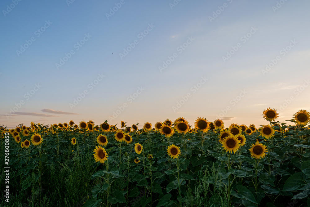 Obraz premium Sunflower field many flower heads yellow green agricultural field sunset dusk light