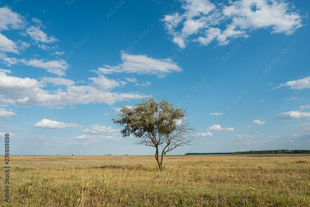 Single tree in summer green grass field landscape clouds blue sky Single tree in summer green grass field landscape clouds blue sky