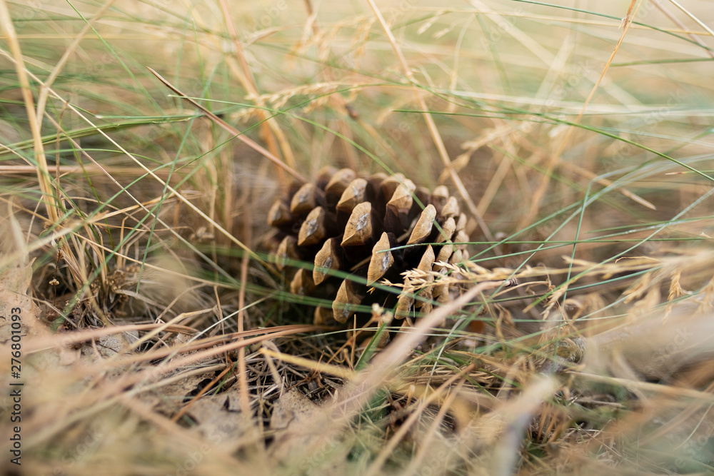 Obraz premium Single pine cone in dry grass on ground daylight outdoors close up