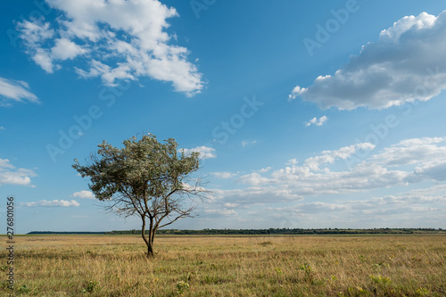 Single tree in summer green grass field landscape clouds blue sky