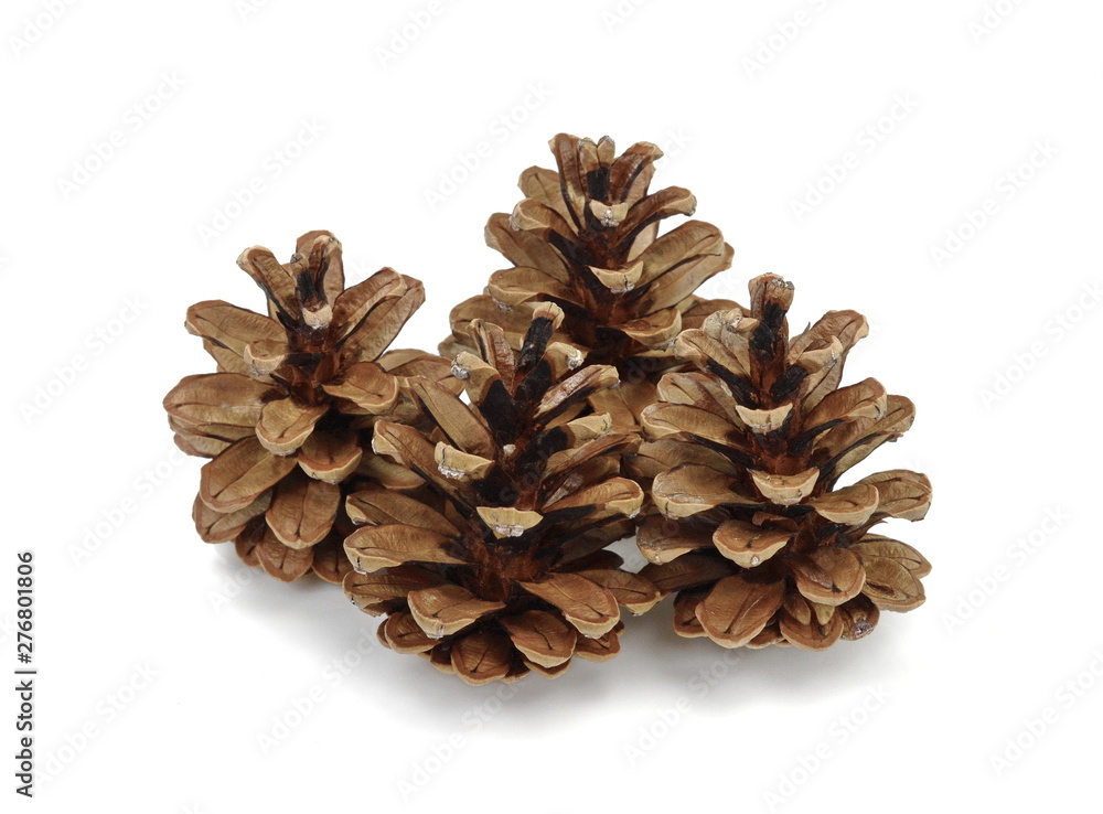 Brown pine cones isolated on white background. Brown pine cones isolated on white background.
