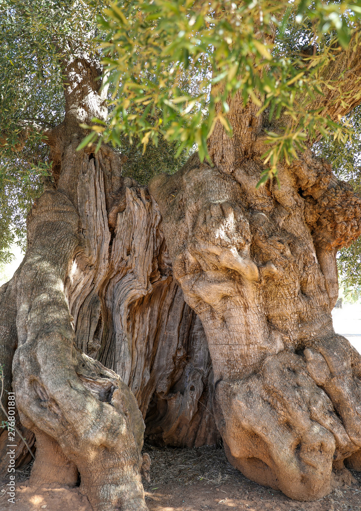 Ancient olive trees in an orchard in Puglia, Italy. 