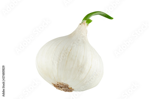 White onion with green sprout.