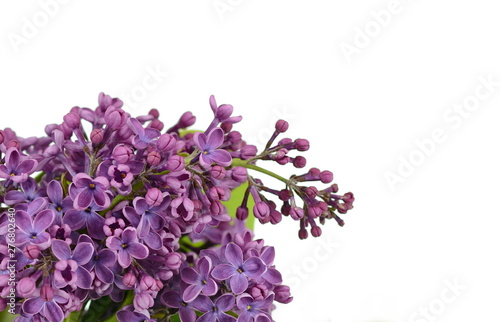 Branch with lilac flowers isolated on white background. Blossoming Syringa vulgaris. 