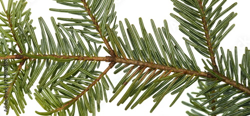 Fir tree branch isolated on white background. Pine branch. Christmas background. Twig of Christmas tree  element for decoration of Christmas decor branch of green spruce. Pine branch isolate on white 