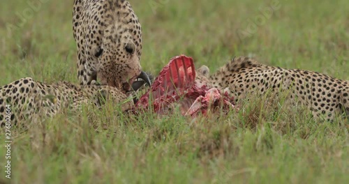 Group of cheetah at kill in Kenya's Maasai Mara, East Africa. The five brothers.