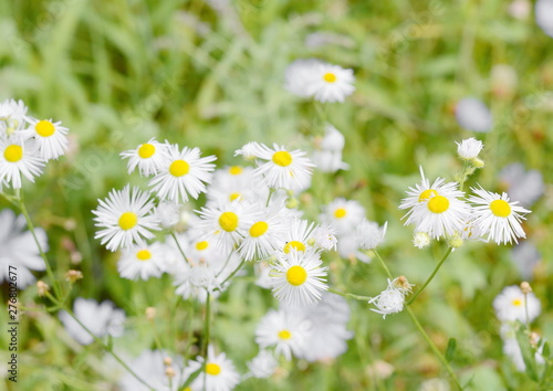 Field of daisy flowers in sunny day. Summer flower close up.