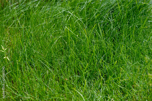 close-up lawn with green grass.. Abstraction.