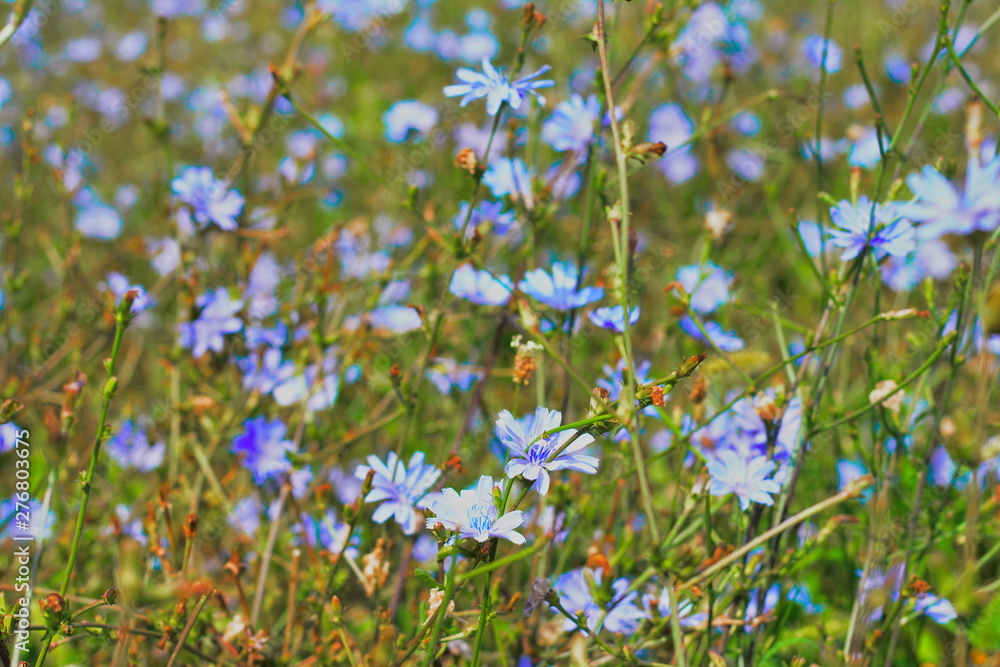Fototapeta premium Chicory ordinary (lat. Chicory common)