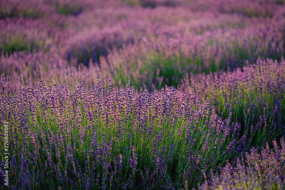 Fototapeta premium Beautiful purple lavender field. Soft evening light. Scenic landscape