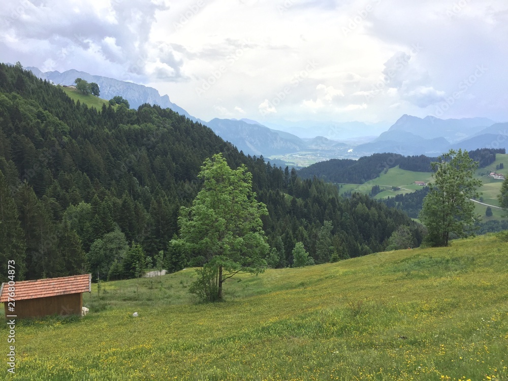 Berglandschaft mit gelb blühender Bergwiese am Geigelstein