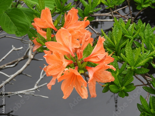 湿原に咲く花・八幡平