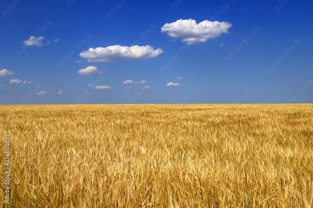 Ripe golden ears of wheat in the field against the blue sky, background. Close up nature Idea of a rich harvest in summer, background as the Ukrainian flag