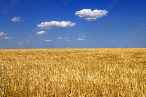 Ripe golden ears of wheat in the field against the blue sky  background. Close up nature Idea of a rich harvest in summer  background as the Ukrainian flag