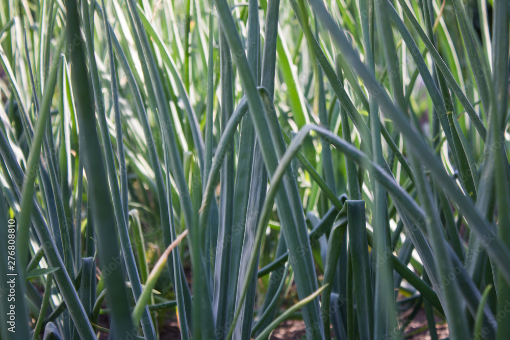 Obraz premium Feathers of green onions in the garden close-up