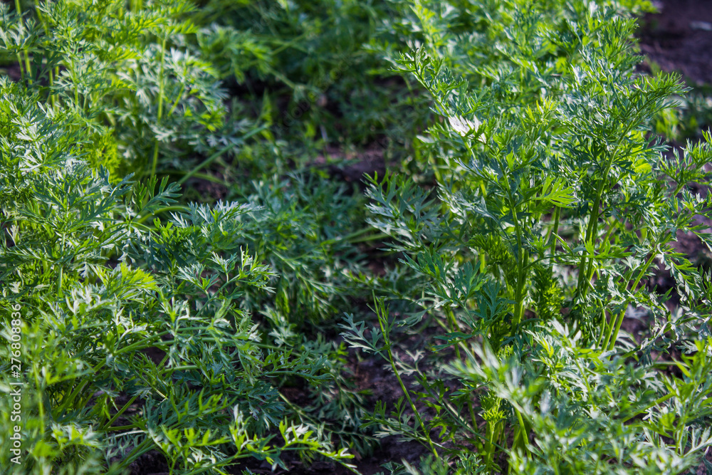 Green carrot tops in the garden close-up Green carrot tops in the garden close-up