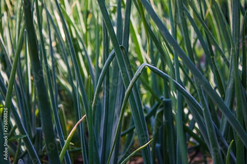 Feathers of green onions in the garden close-up