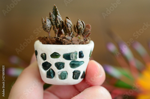 Mother of Thousands pups, baby plantlets in handmade ceramic pot. Miniature terrarium decoration with a collection of healing crystals. Aqua, Ametrine, Clear Quartz, and Fluorite. Beautiful colors photo