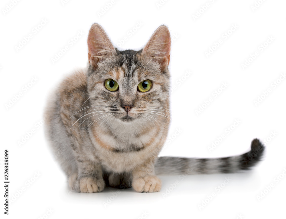 Obraz premium Pretty small mixed color cat