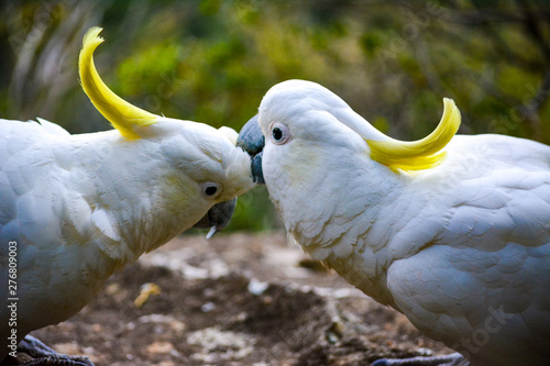 Photography Cacatua on blue mountains